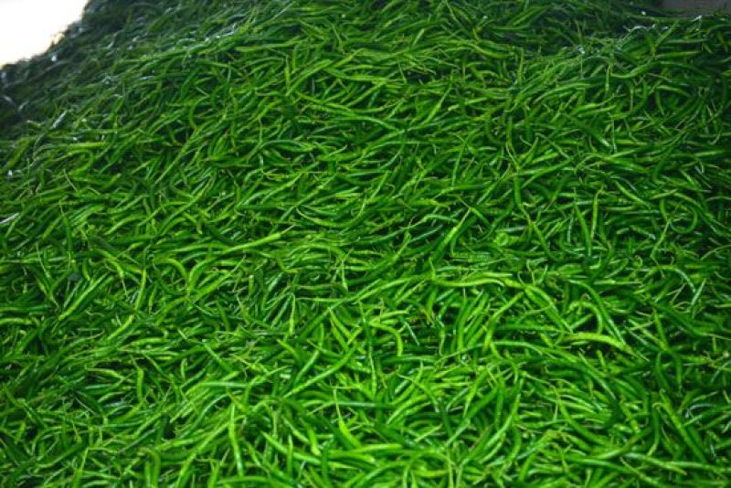线椒15～20厘米青