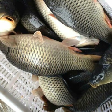 池鲤鱼食用1~2公斤