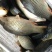 池鲤鱼食用1~2公斤