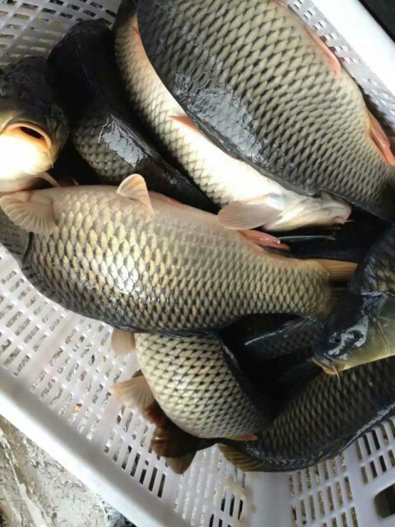 池鲤鱼食用1~2公斤