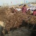 辽核1号核桃苗二年苗50~100cm