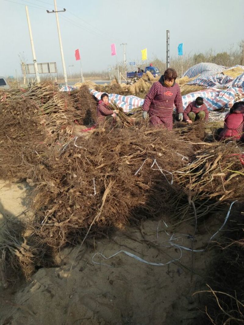 辽核1号核桃苗二年苗50~100cm