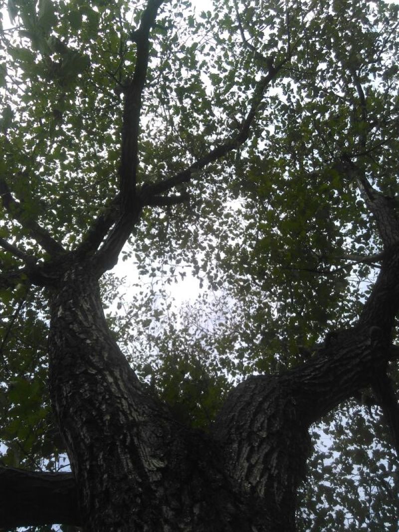 山核桃