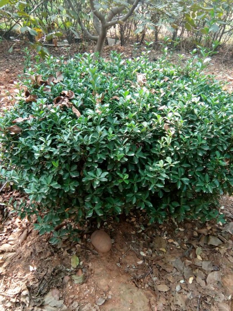 冬青球4~6cm1.5~2米