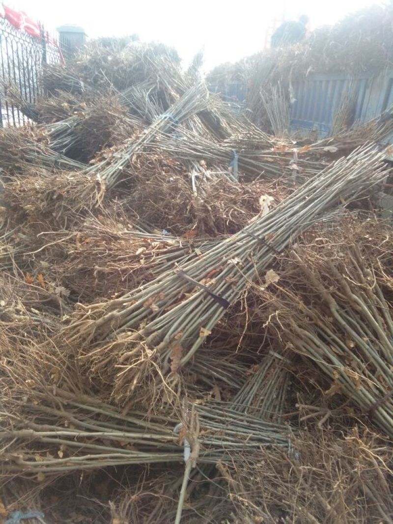 板栗树苗50~60cm。大红袍板栗树苗，低价出售。