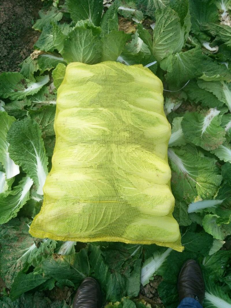实力货源湖北发货黄心大白菜品质保障提供一站式服务电话联系