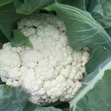 白花菜包装