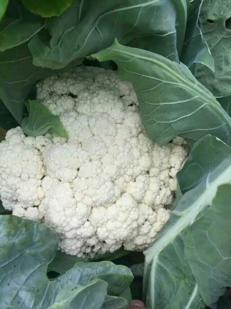 白花菜包装
