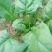 大叶菠菜25~30厘米
