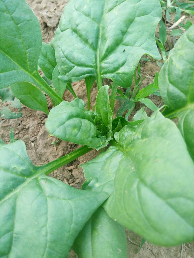 大叶菠菜25~30厘米