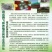 日本南瓜2~3斤以上扁圆形