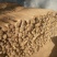 九斤黄山药4~6厘米50~70厘米一级