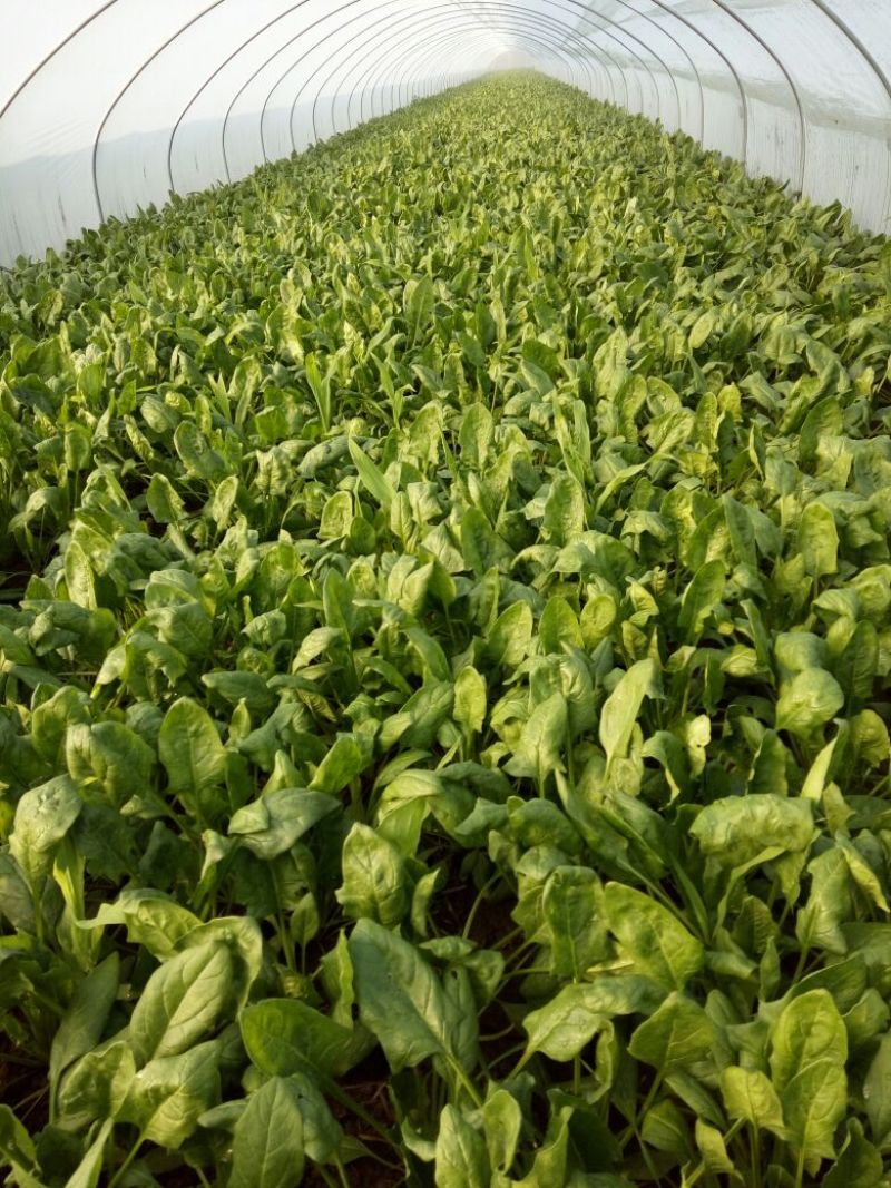 越冬菠菜25~30厘米