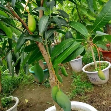 芒果苗1m以下