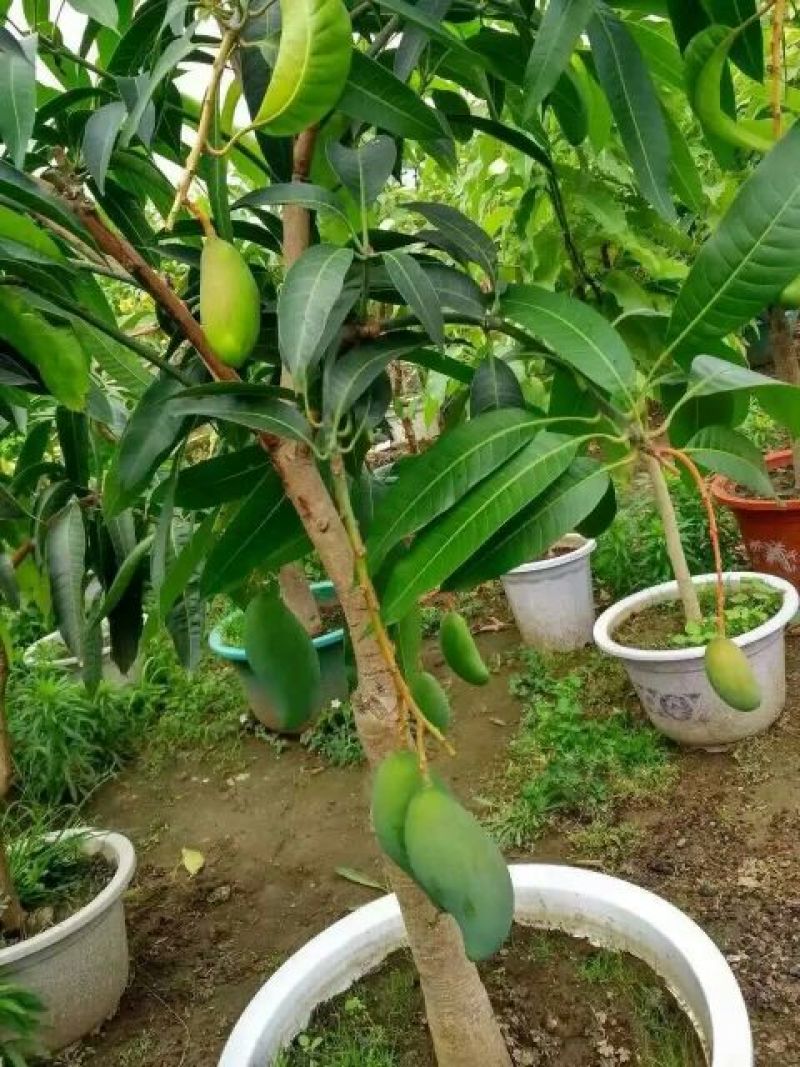 芒果苗1m以下