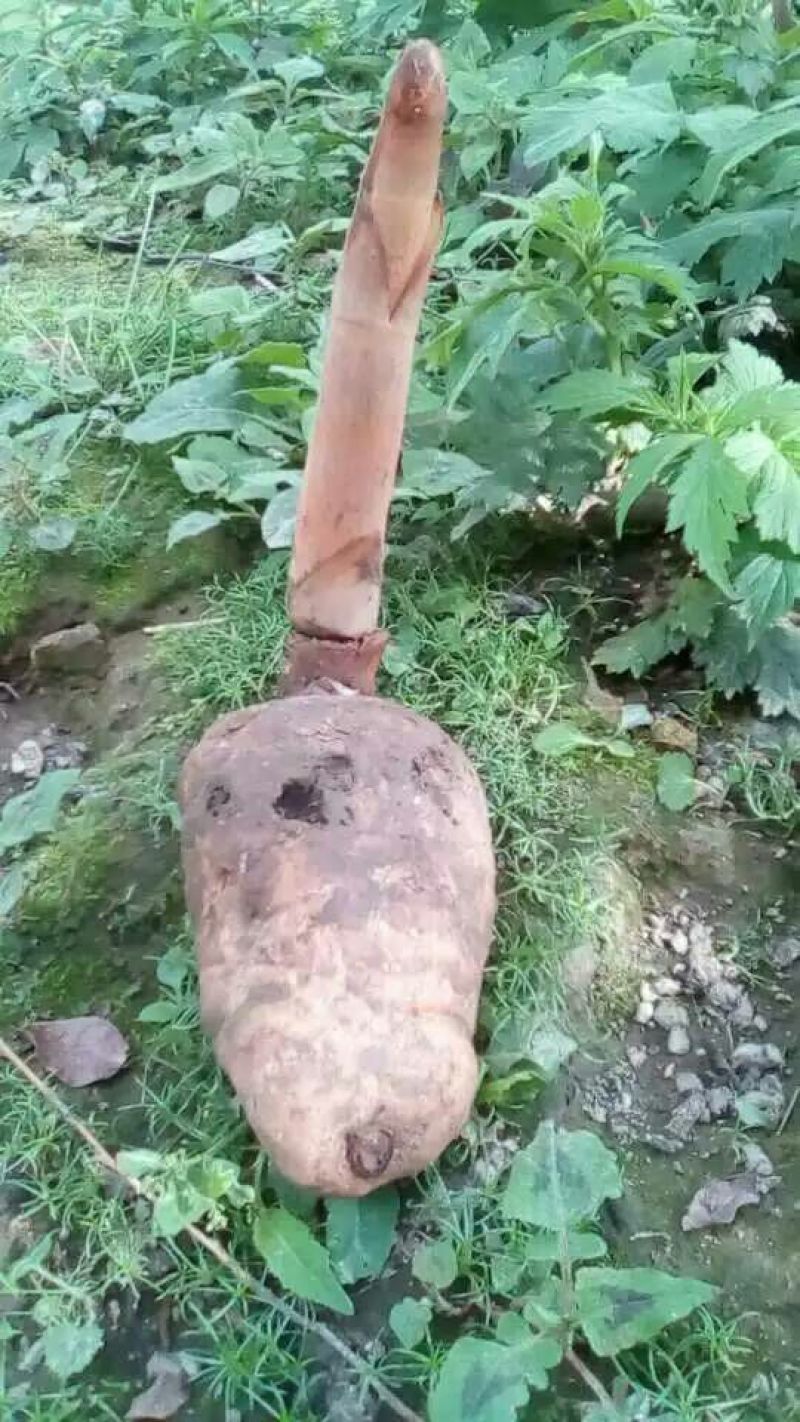 野生天麻特级