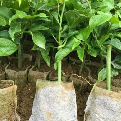 广西玉林市容县百香果树苗 20~30cm批发_植卫