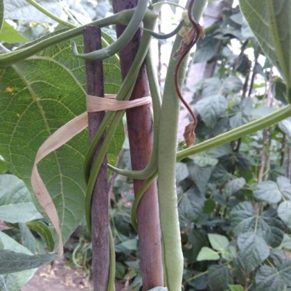 架豆王豆角陕西西安市周至县_批发_供应-一亩