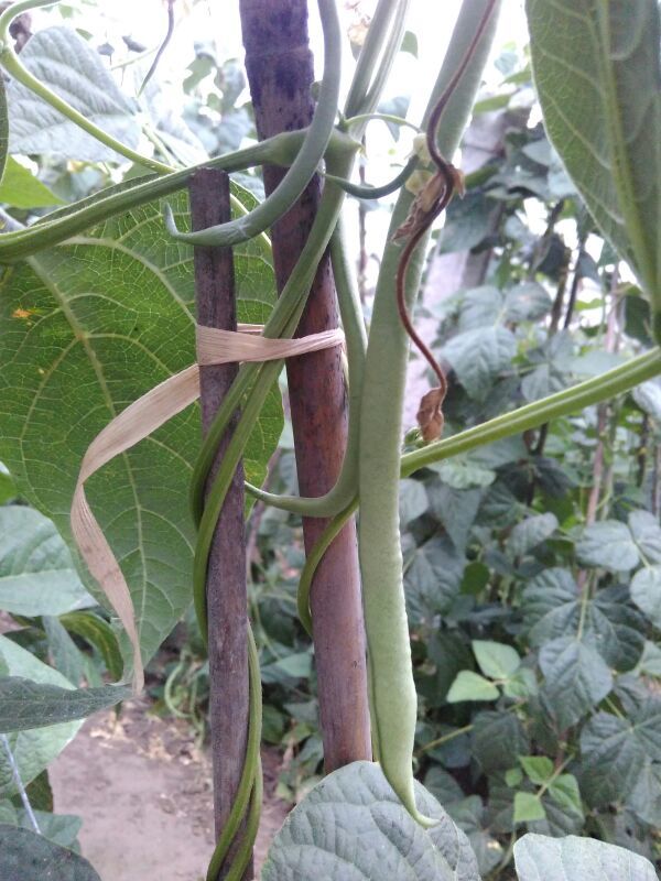 架豆王豆角陕西西安市周至县_批发_供应-一亩