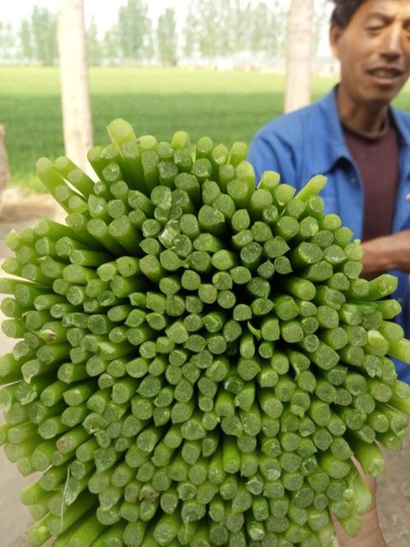 韭菜头茬