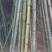 金竹5~6m