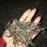 普洱茶