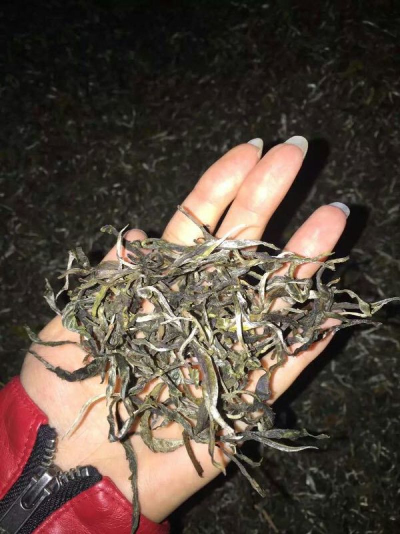 普洱茶