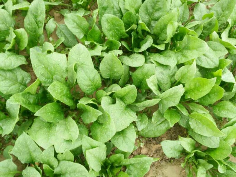 大叶菠菜20~25厘米