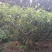 桃树8~10cm1.5~2米
