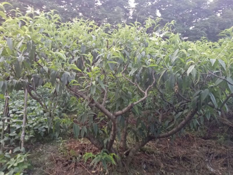 桃树8~10cm1.5~2米