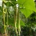 九粒白芸豆20cm以上
