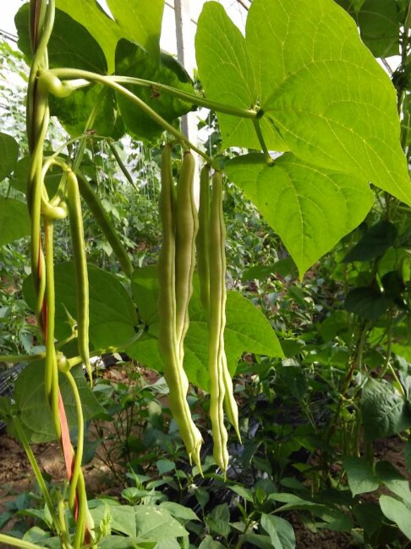 九粒白芸豆20cm以上