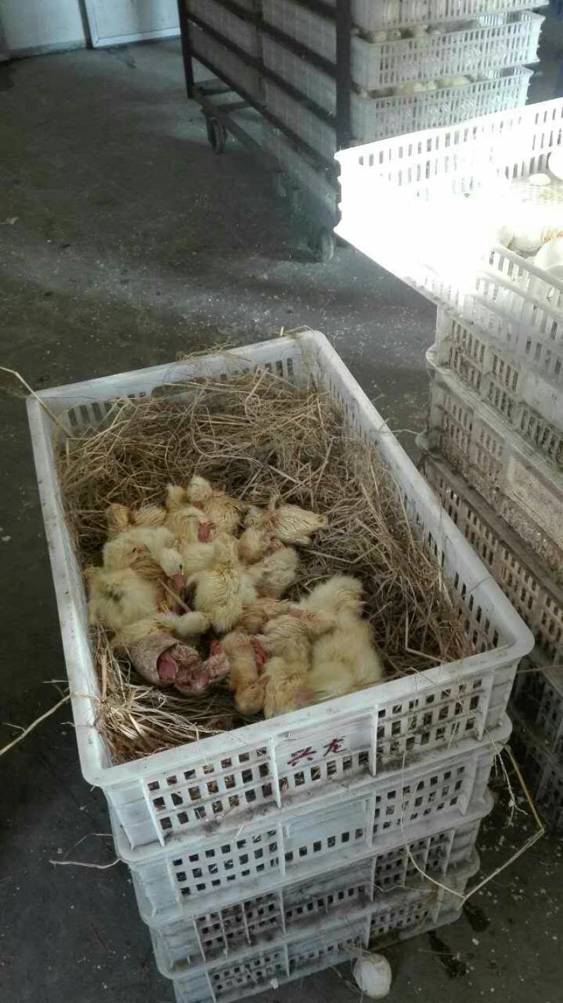 三花鹅苗250g以上