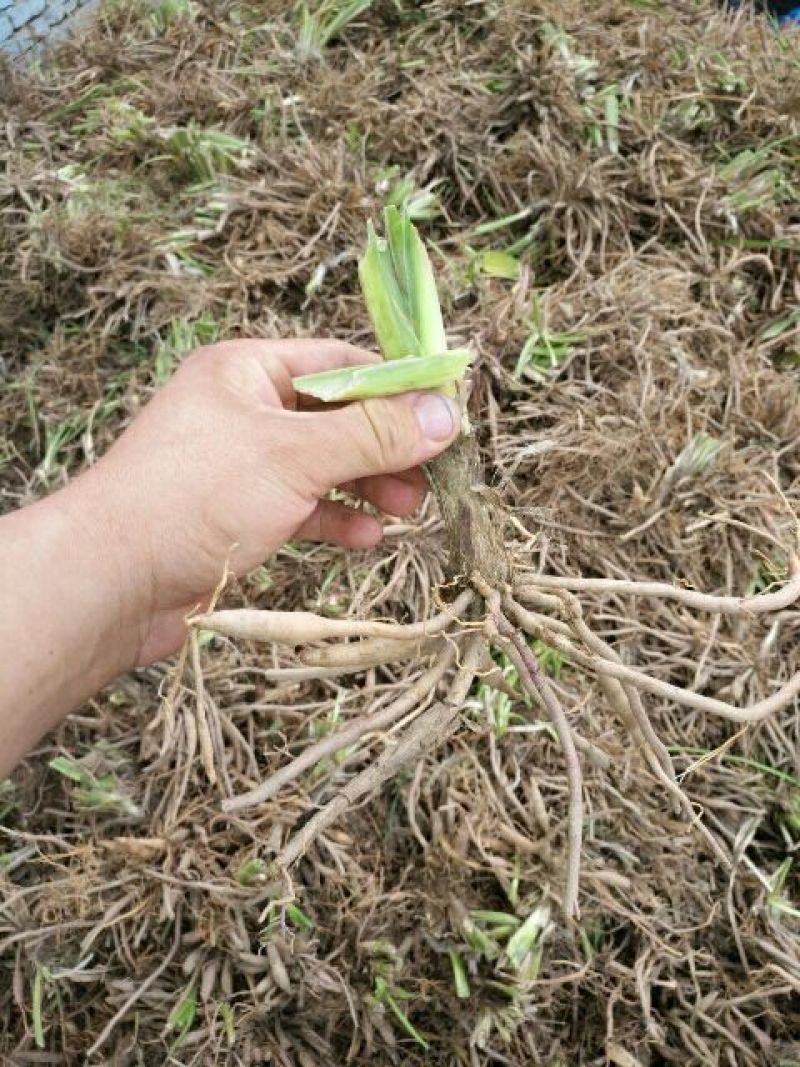 黄花菜种苗10cm以下