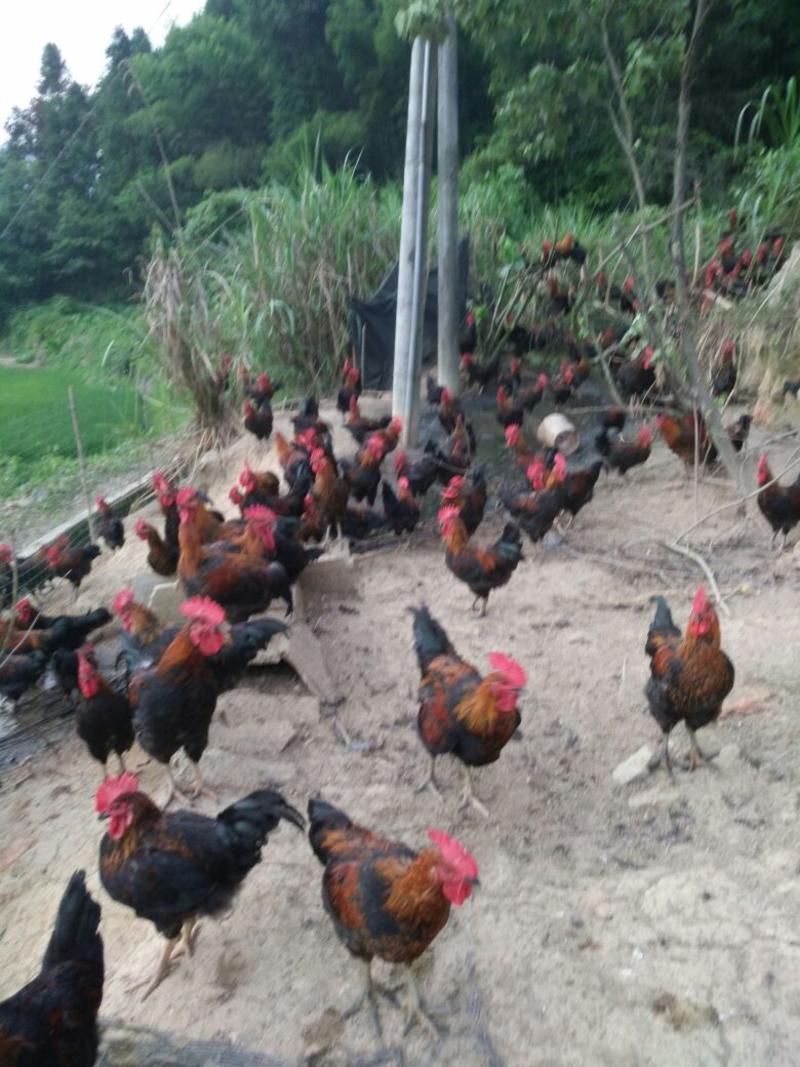 本合作长期有放养土鸡土鸭，散养在无污染的山地土杂鸡，肉质