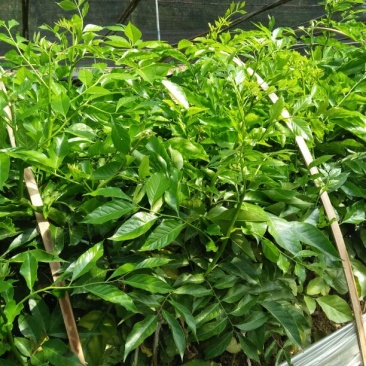 软枝油茶树30~50cm