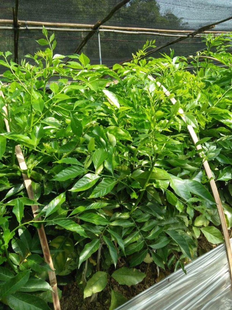 软枝油茶树30~50cm