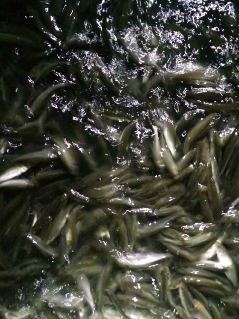 白条鱼，各种规格，大小都有，鲜活，冰鲜