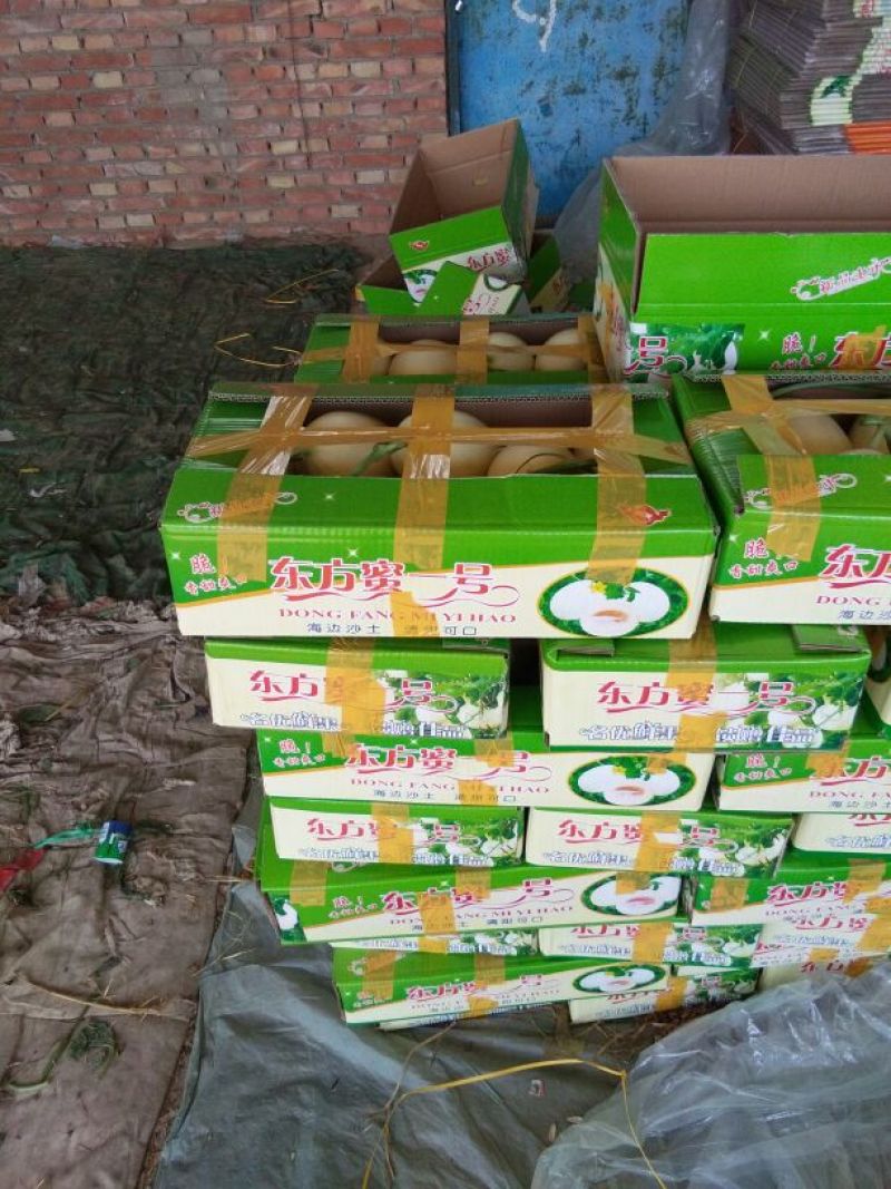 东方蜜1号甜瓜产地直供，货量大