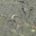 池鲤鱼食用1~2公斤