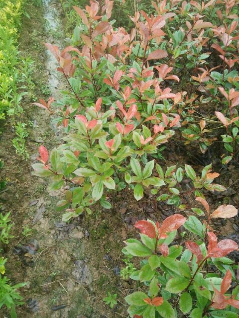 红叶石楠4~6cm4~6cm2.5~3米