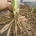 黄花菜种苗10cm以下