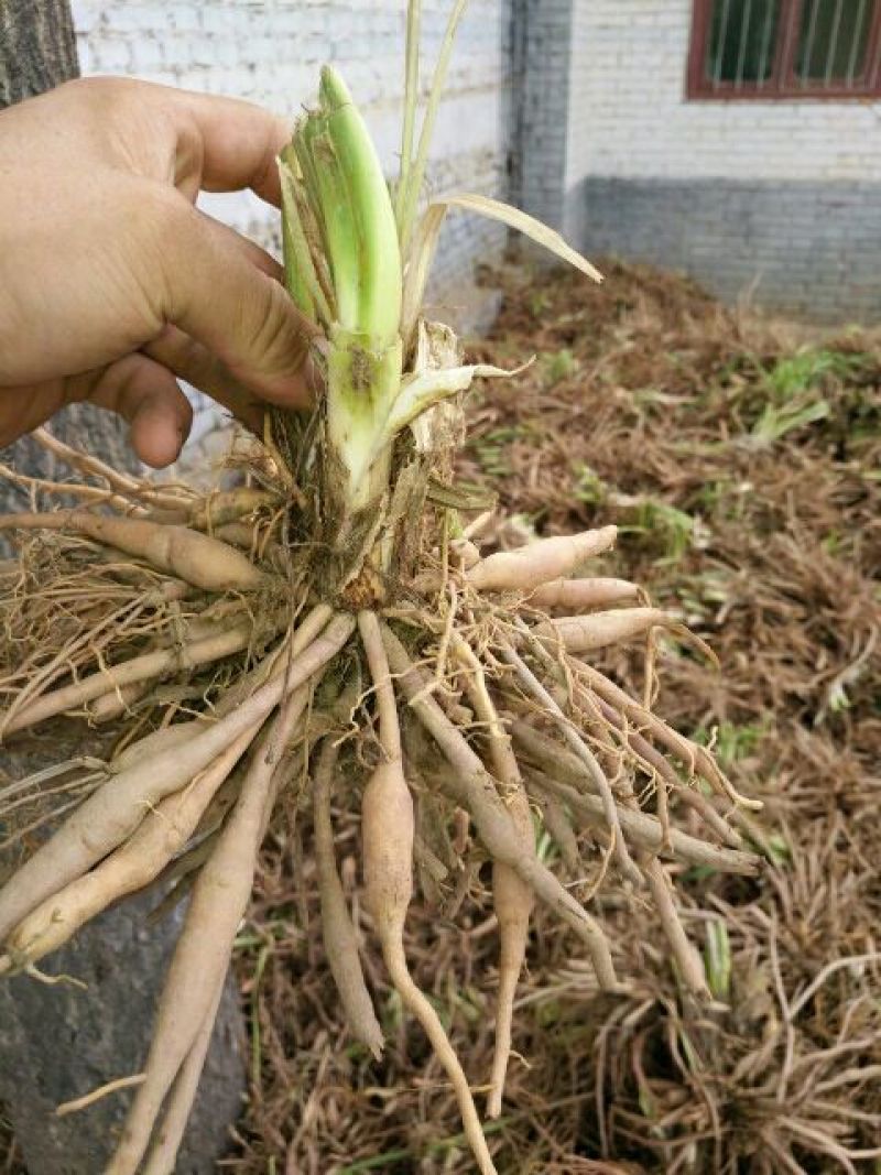 黄花菜种苗10cm以下