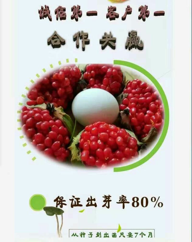 【良心推荐】云南纯正滇重楼矮杆重楼
