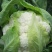 有机无公害散花白花菜绿菜花西蓝花散装产地直发量大价优