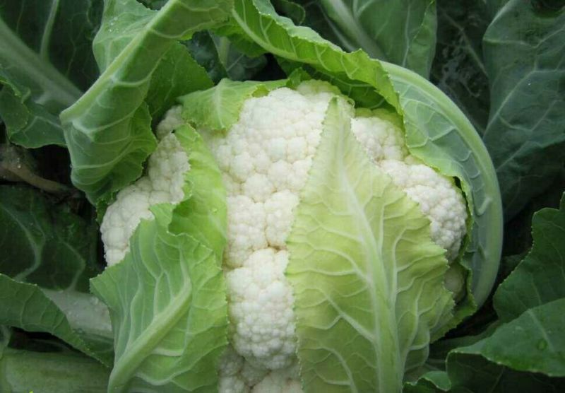 有机无公害散花白花菜绿菜花西蓝花散装产地直发量大价优