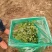小叶香菜25~30厘米以上