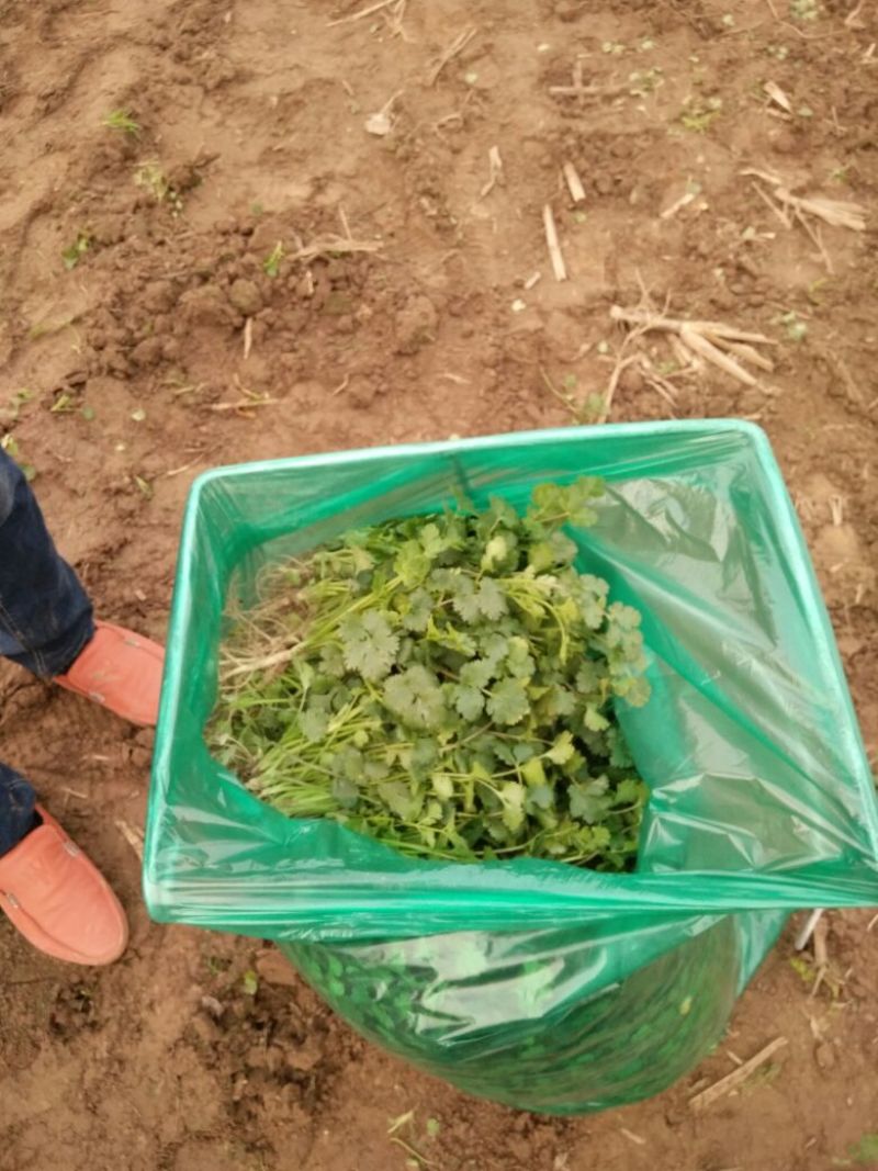 小叶香菜25~30厘米以上