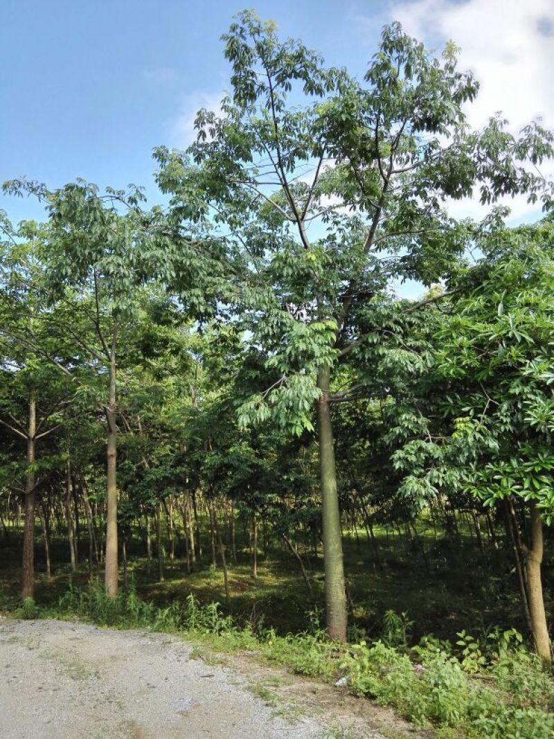 美人蕉20cm以上4米以上