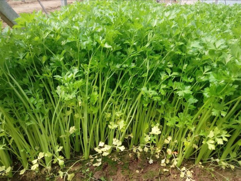 西芹